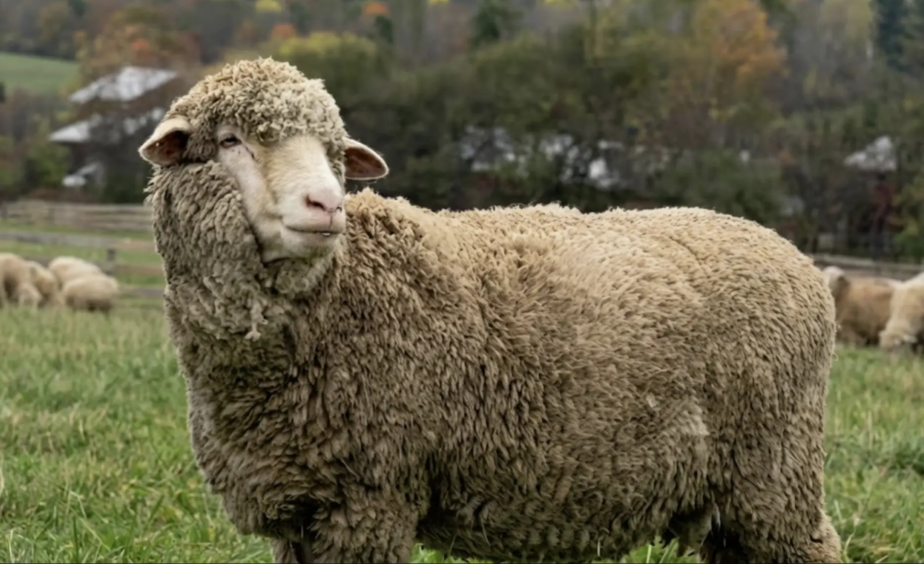 farm santuary sheep